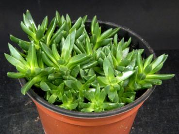 Sales plant (sample)